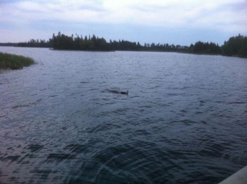 Ducks in the water - Whitewater Lake 