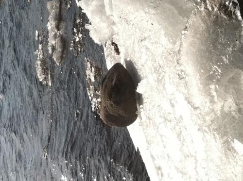 Ice out 