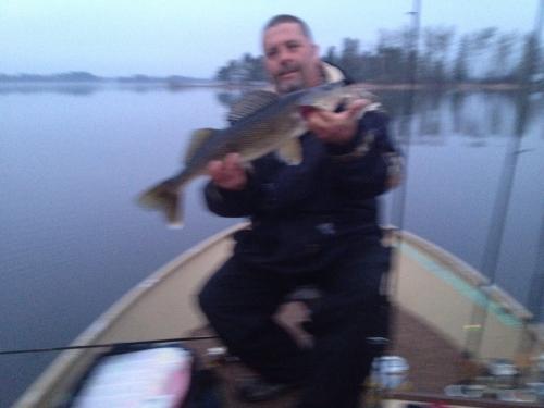 Walleye 