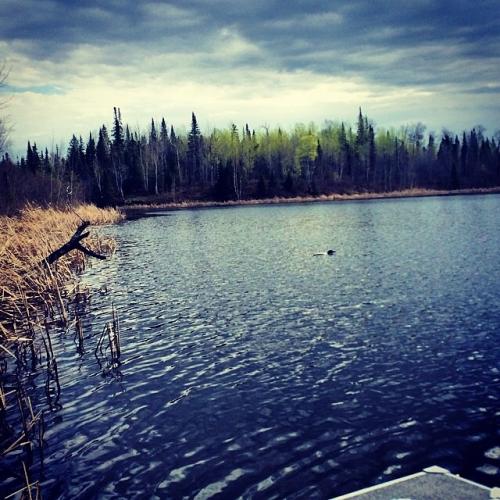 Loon in the Morning 5/24/14 